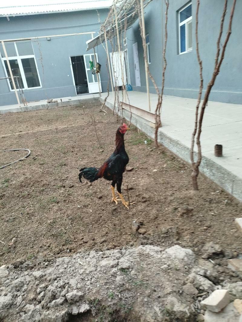 Baysowyy Horaz - Туркменабат - img 1