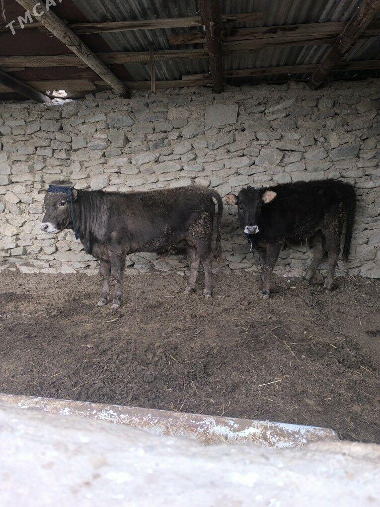 Okiz gacar - Берекет - img 1