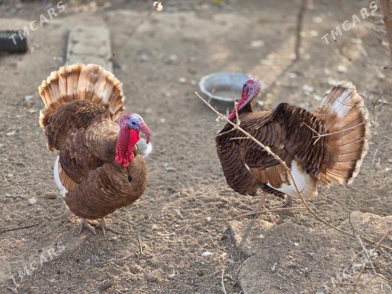 induk - Арзув - img 1