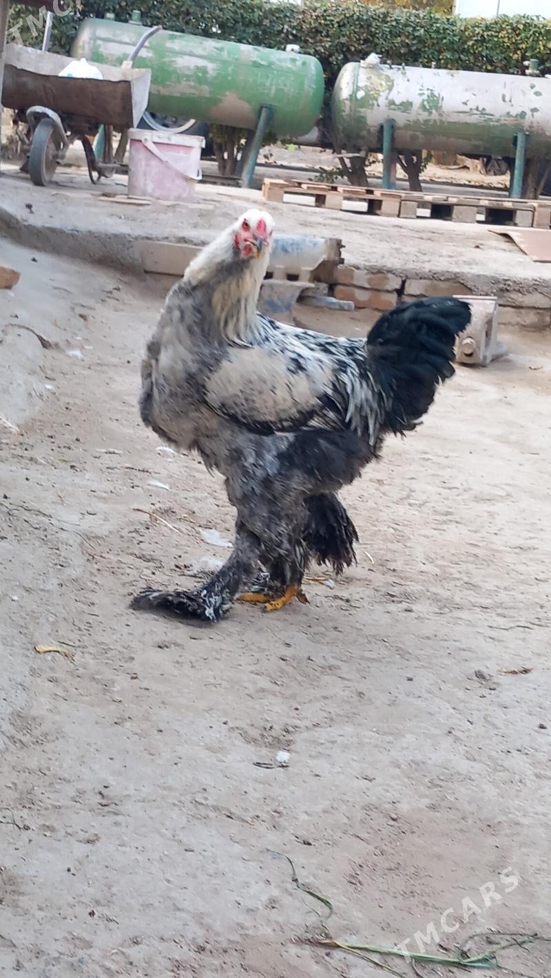 balgar brama horaz - Hitrowka - img 1