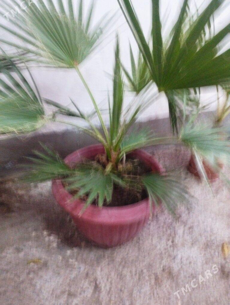 Palma - Ялкым - img 1