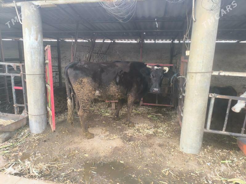 sygyr gysyr - Бузмеин - img 1