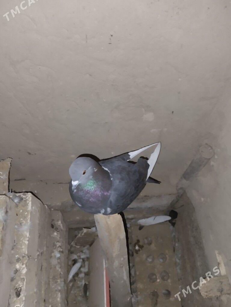 KePdErI - Garagum etraby - img 1