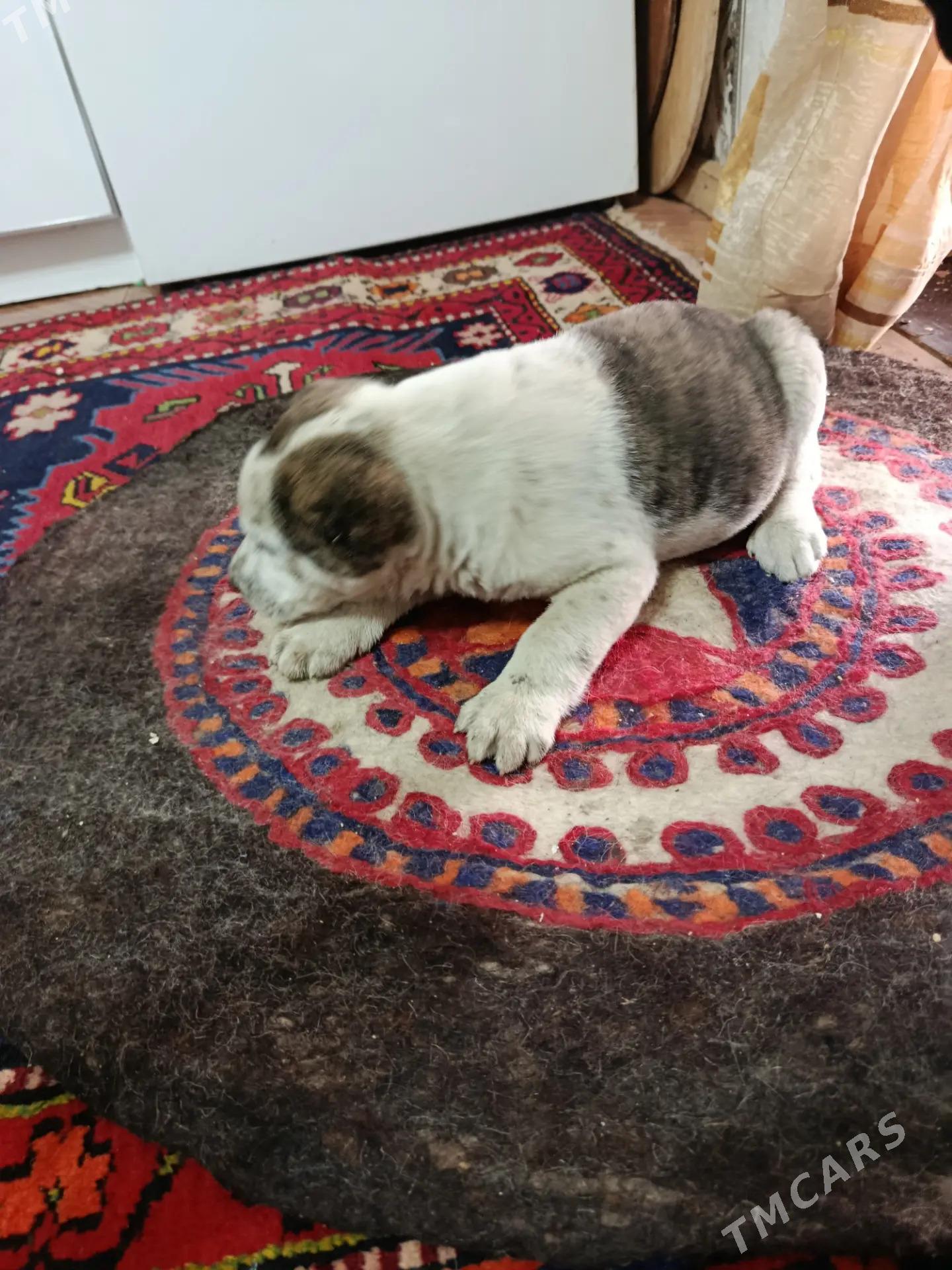 Turkmen alabaýy - Мары - img 1