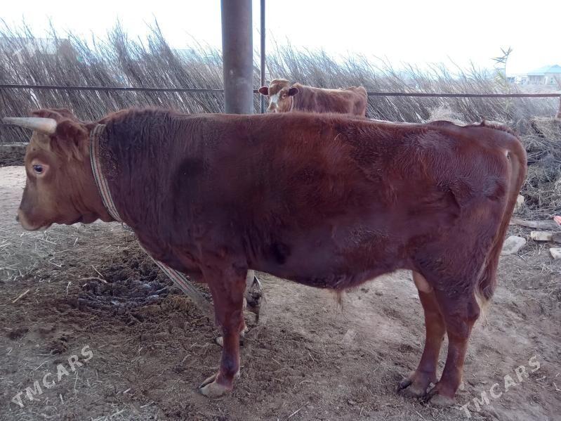 Bakylan Öküz - Мары - img 1