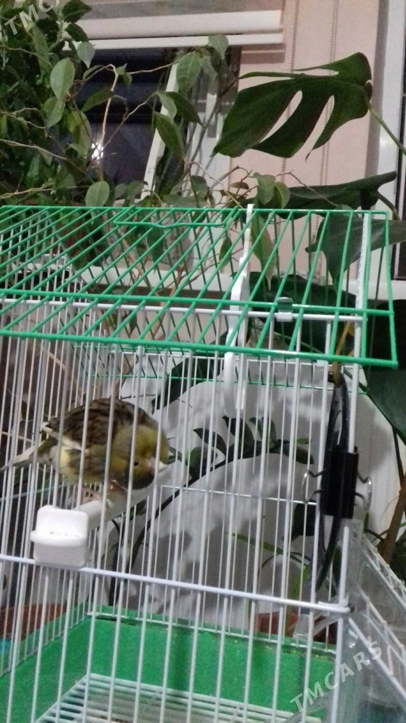 канарейка - Туркменабат - img 1