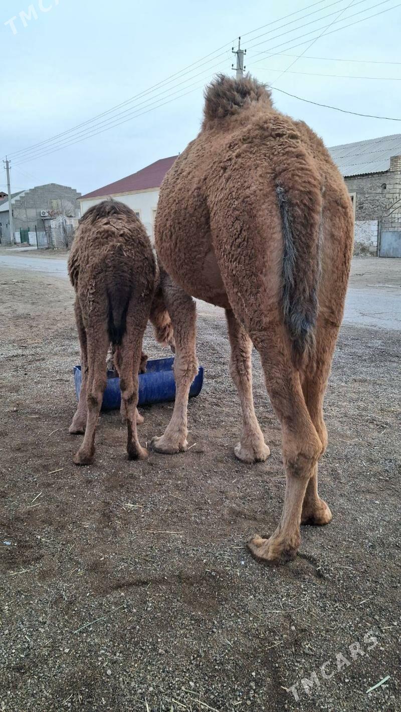 koşkili duye - Jebel - img 1