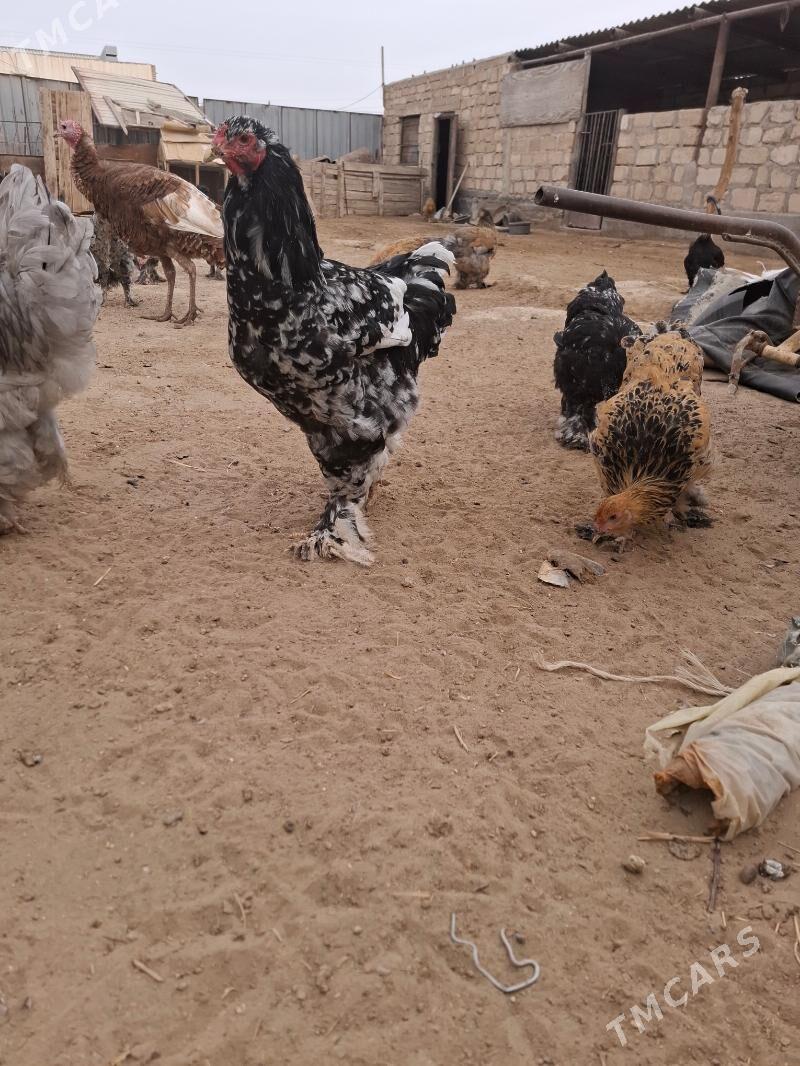 Brama Myramyr - Gumdag - img 1