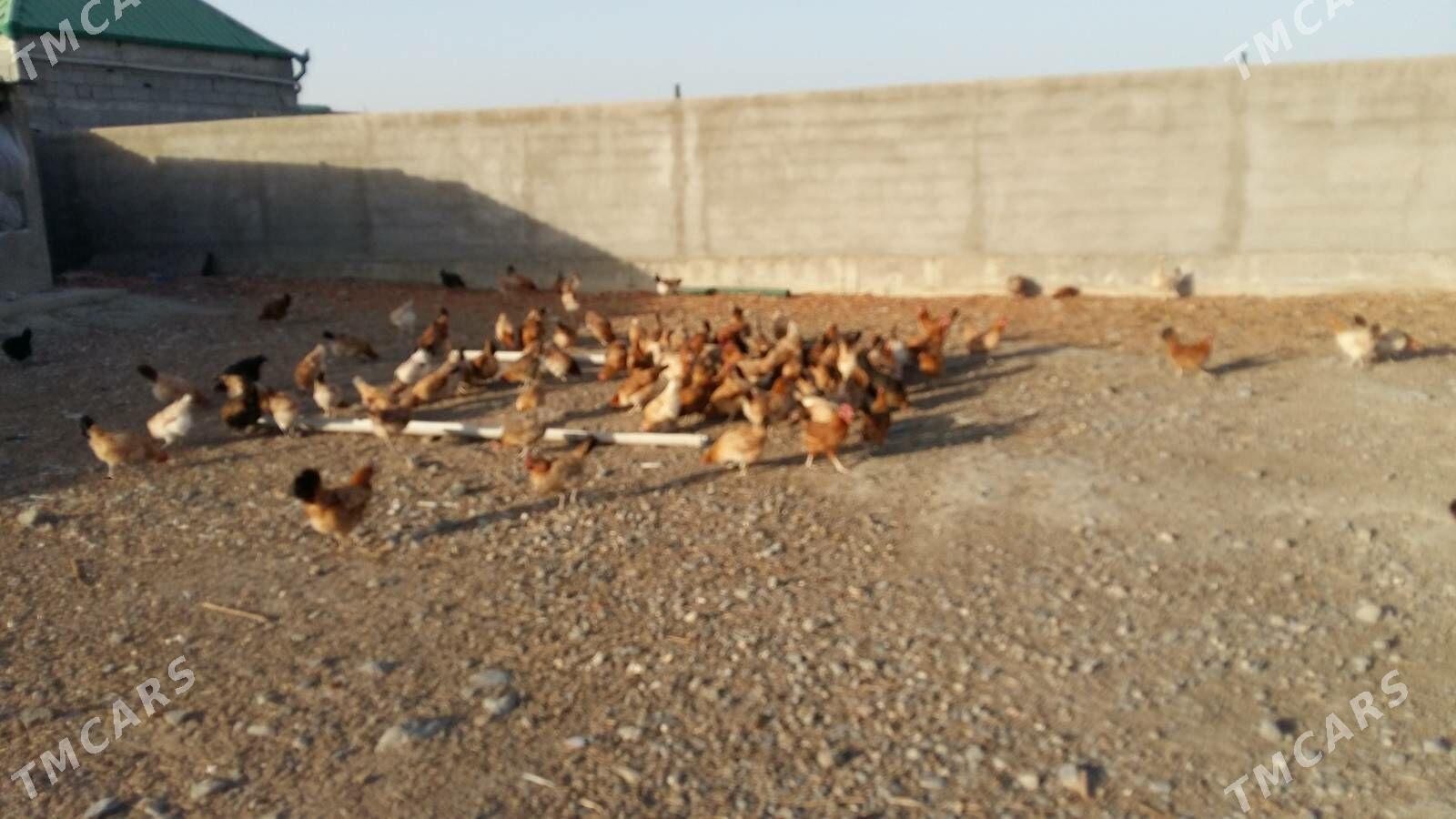 Domasny Towuk - Gökdepe - img 1