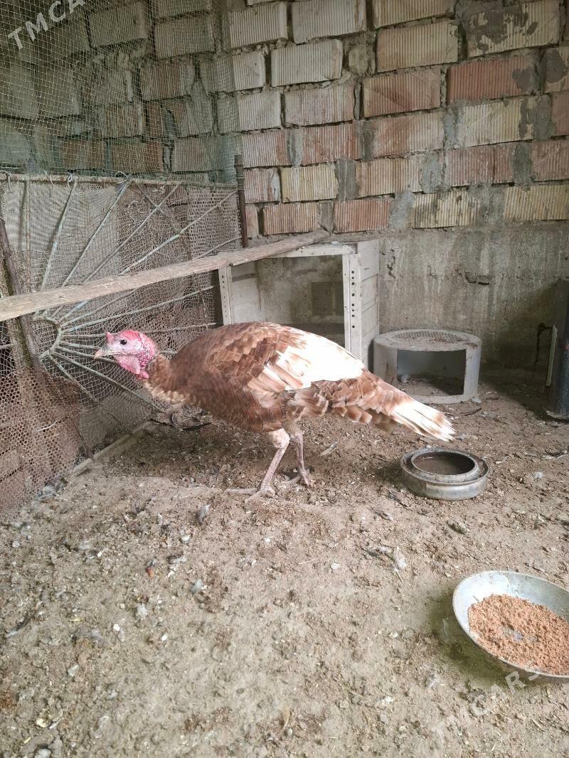 Owgan ınduk - Gumdag - img 1