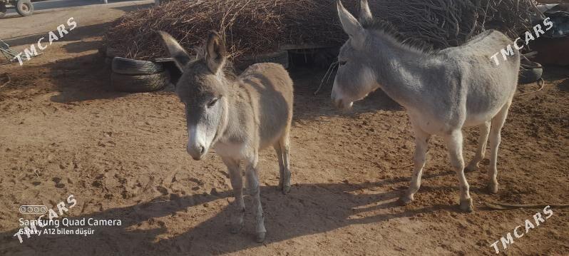 Esek - Теджен - img 1