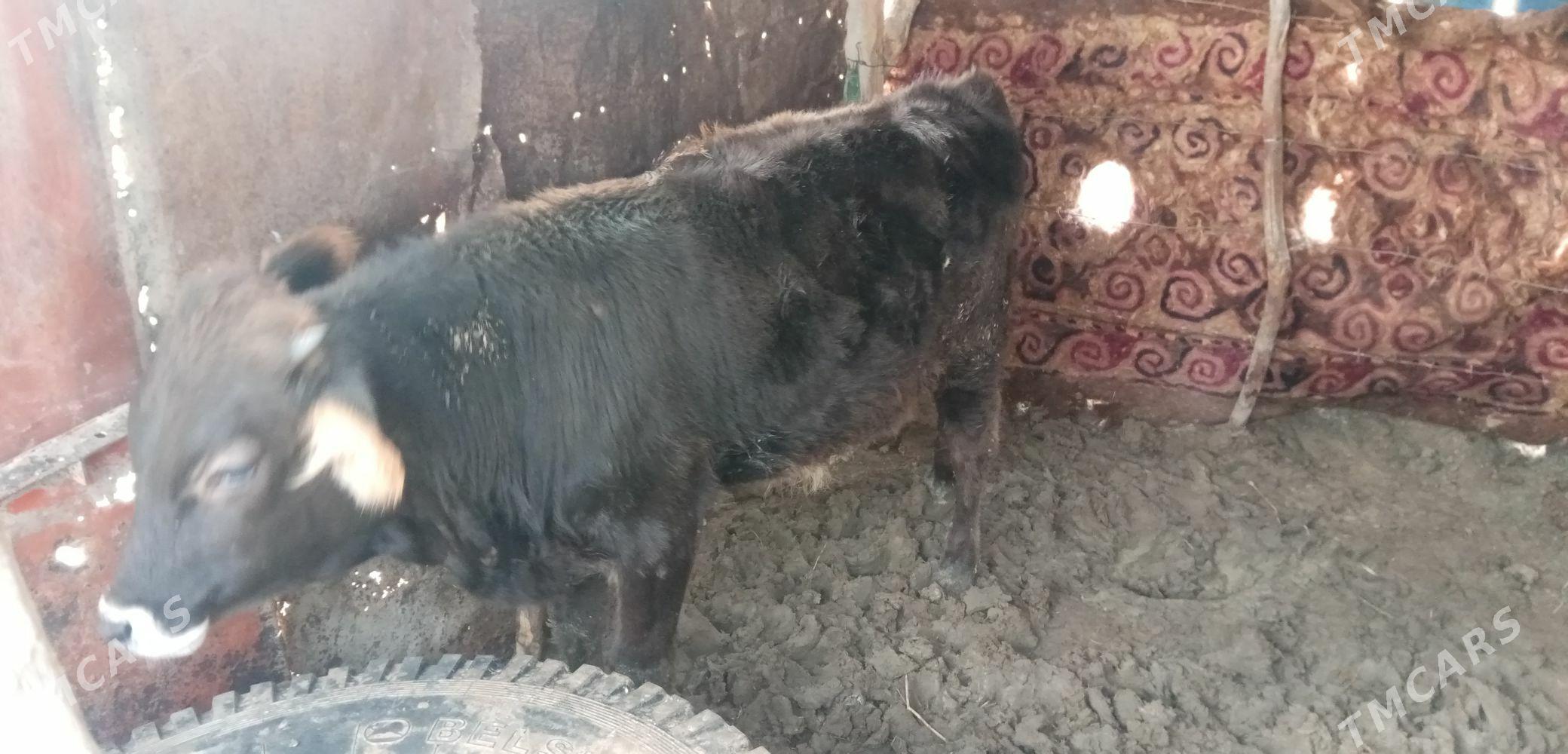 Okuz - Этрек - img 1