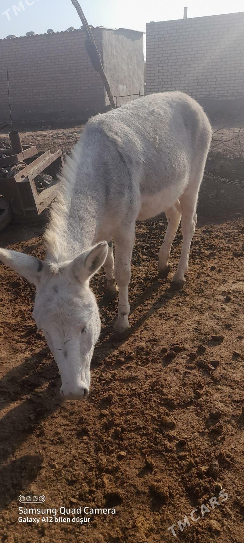 Esek - Теджен - img 1