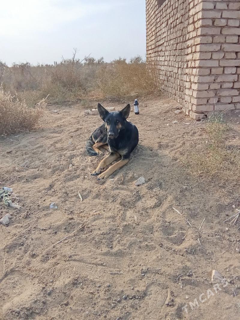 it - Байрамали - img 1