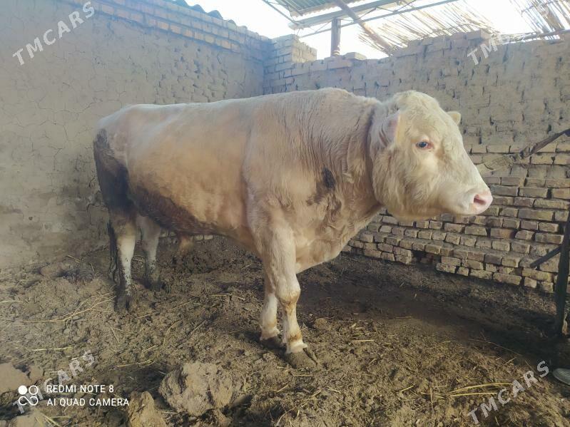 simmental Öküz - Байрамали - img 1