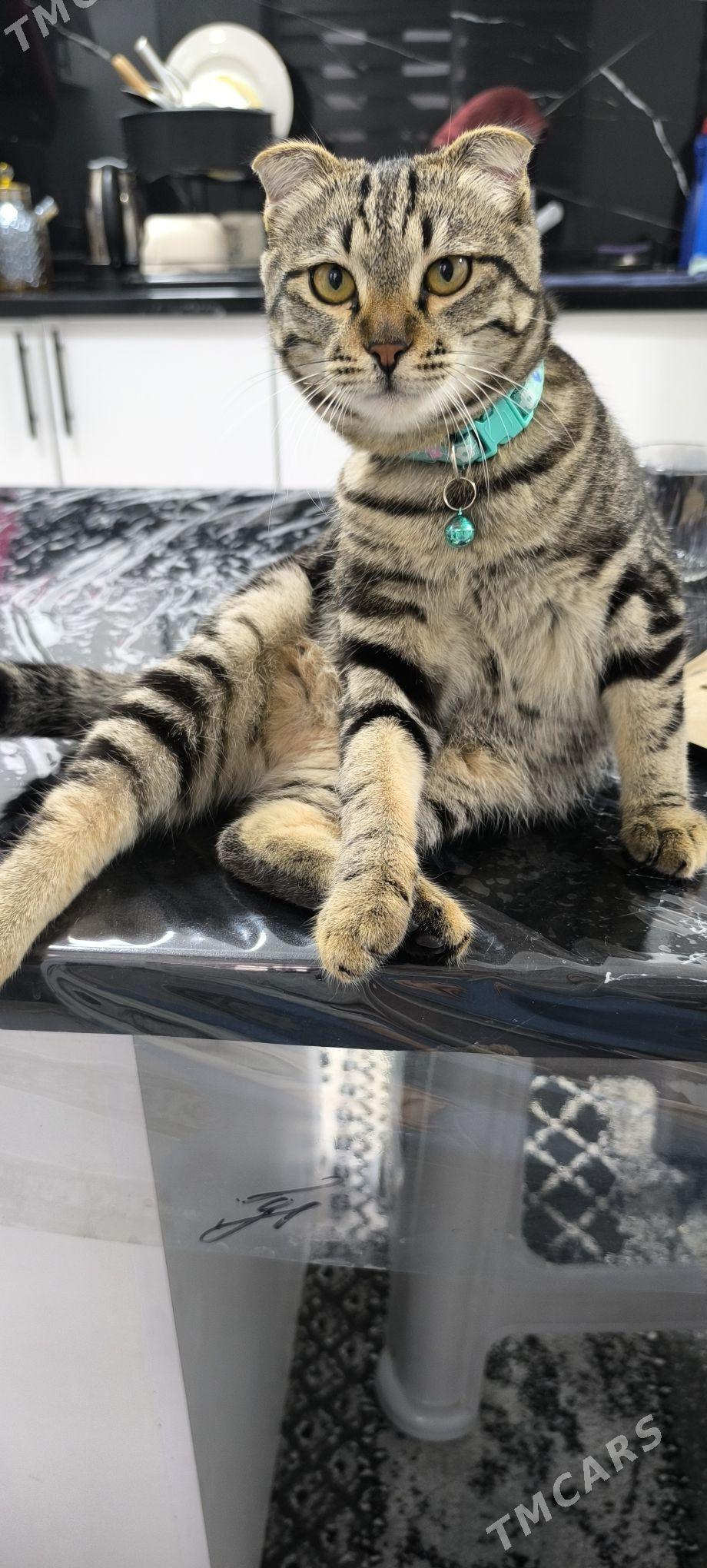 Шотландский вислоухи - Туркменабат - img 1