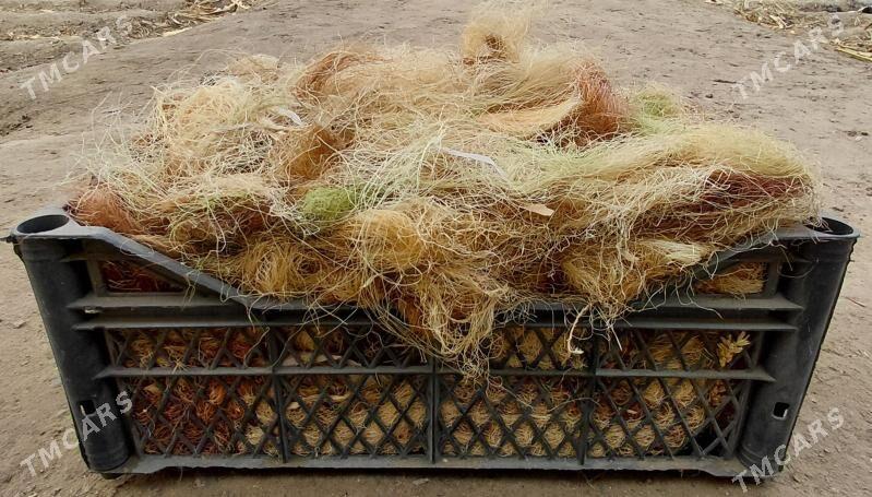 mekge gulpak - Mary - img 1