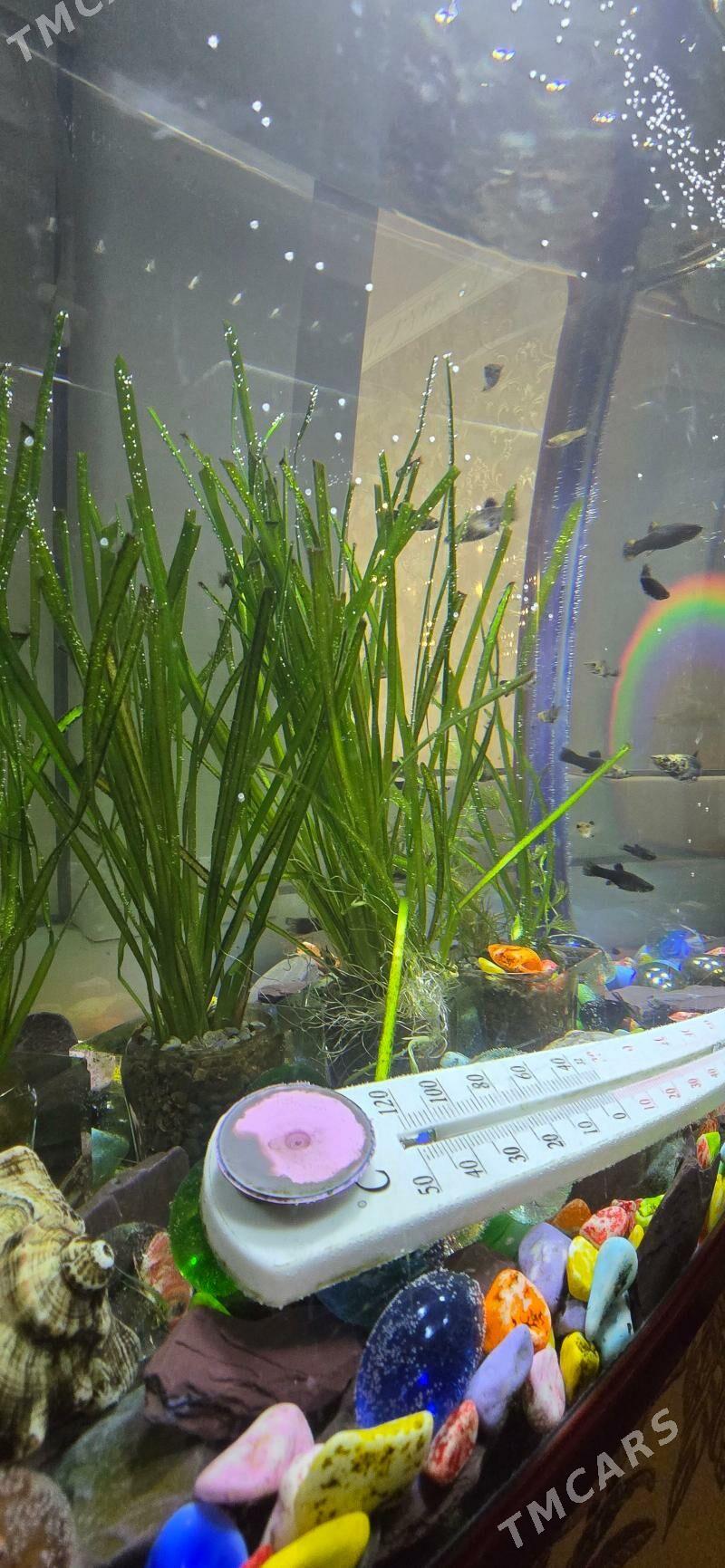 Akwarium - Мир 1 - img 1