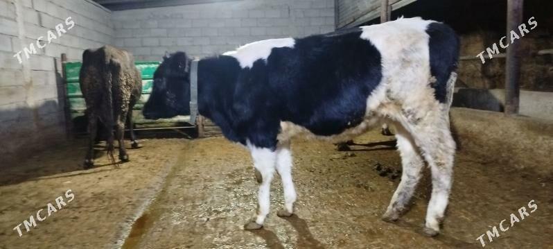 tuwe - Гёкдепе - img 1