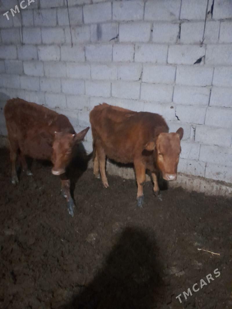 Gulajyn goleler - Мары - img 1