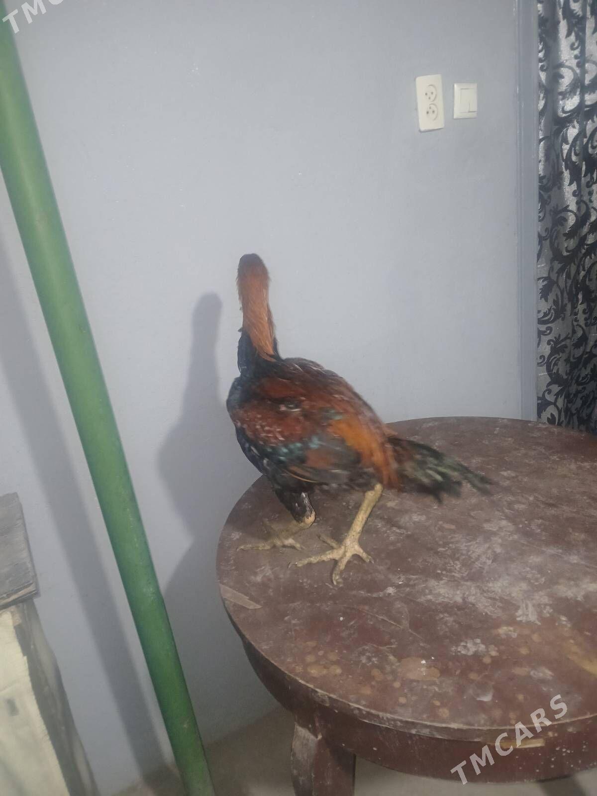 baýsok jüjeler - Çärjew - img 1