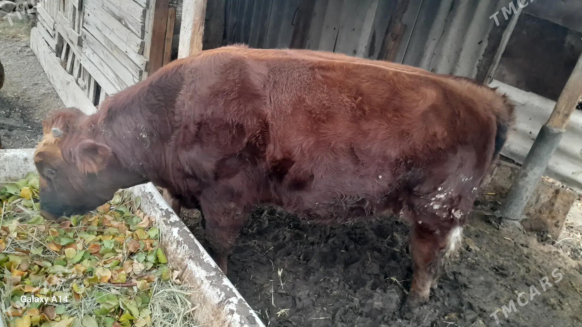 okuz - Bagyr - img 1