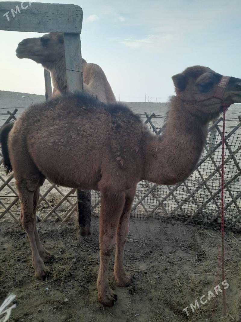 Düýe köşekli - Берекет - img 1