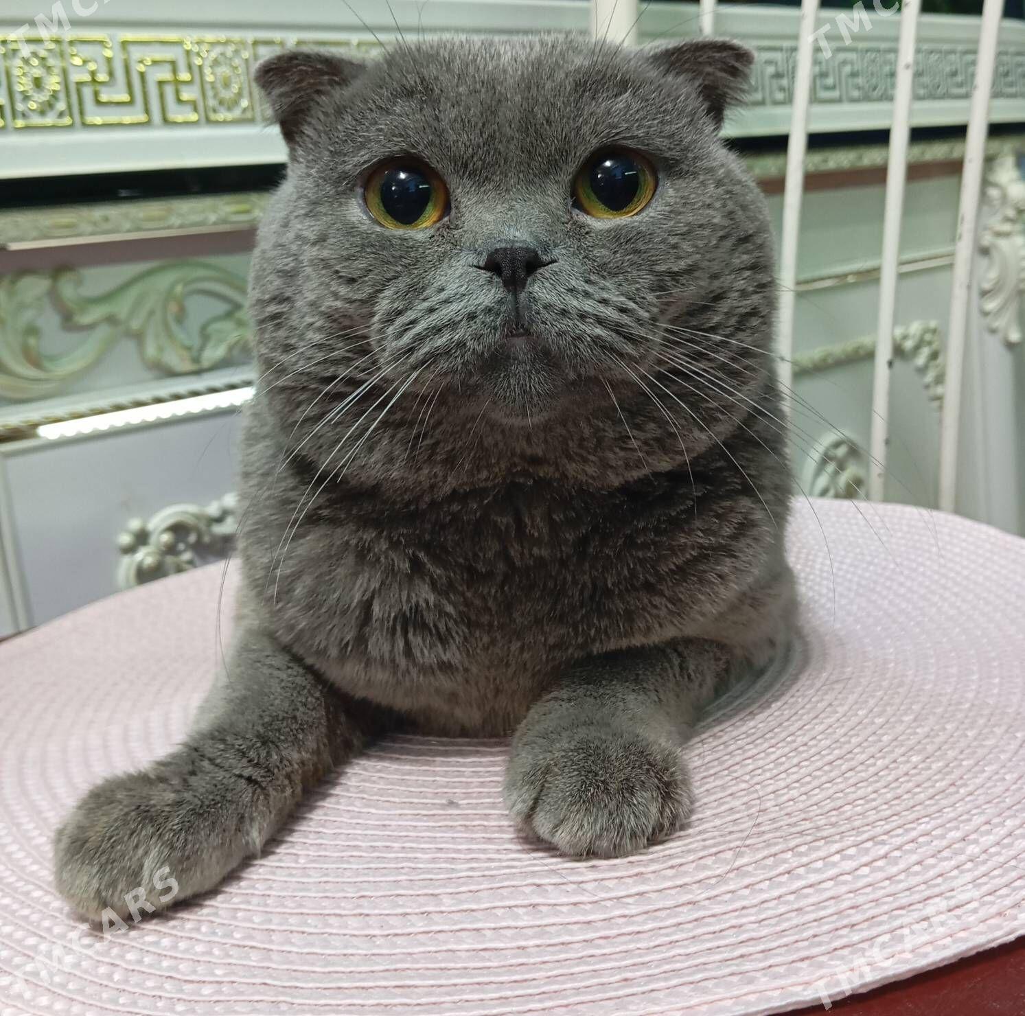 кот pisik - Aşgabat - img 1