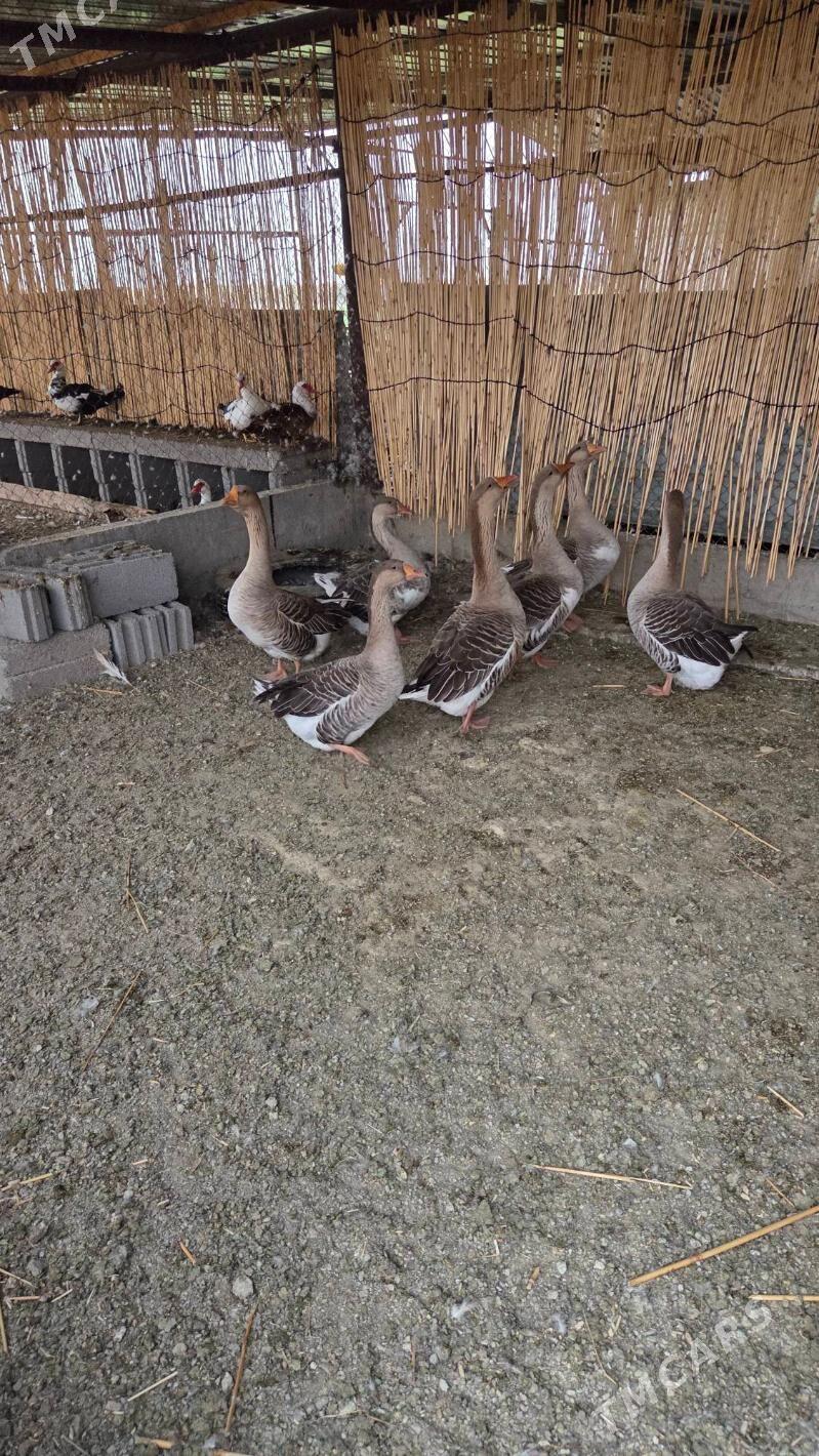 Gus.gaz - Бузмеин - img 1