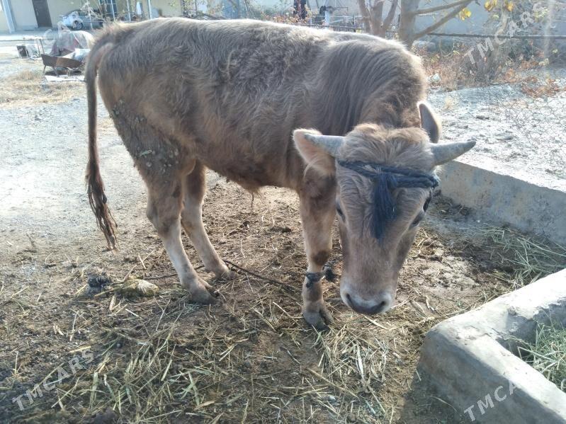 okuz - Бахарден - img 1