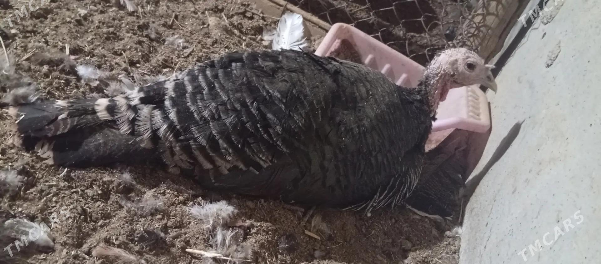 Kürk induk - Мары - img 1