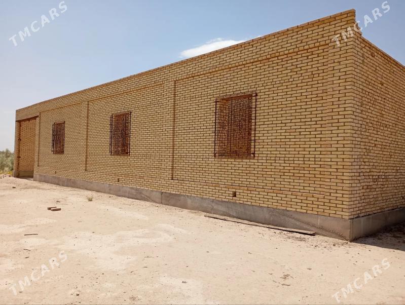 Çöl mellek - Sakar - img 1