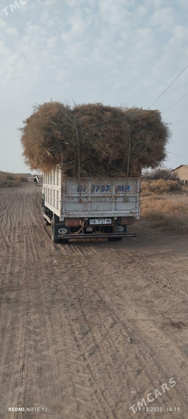 däneli ýandak - Murgap - img 1