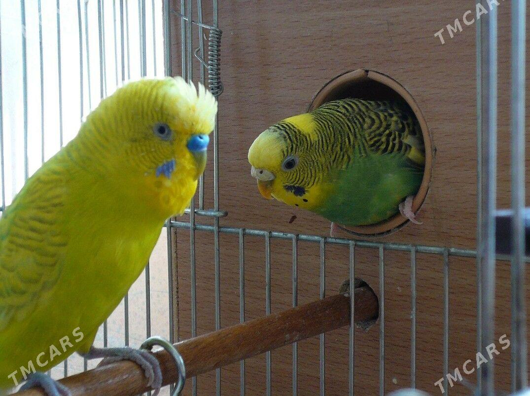 popugay guslar - Ашхабад - img 1