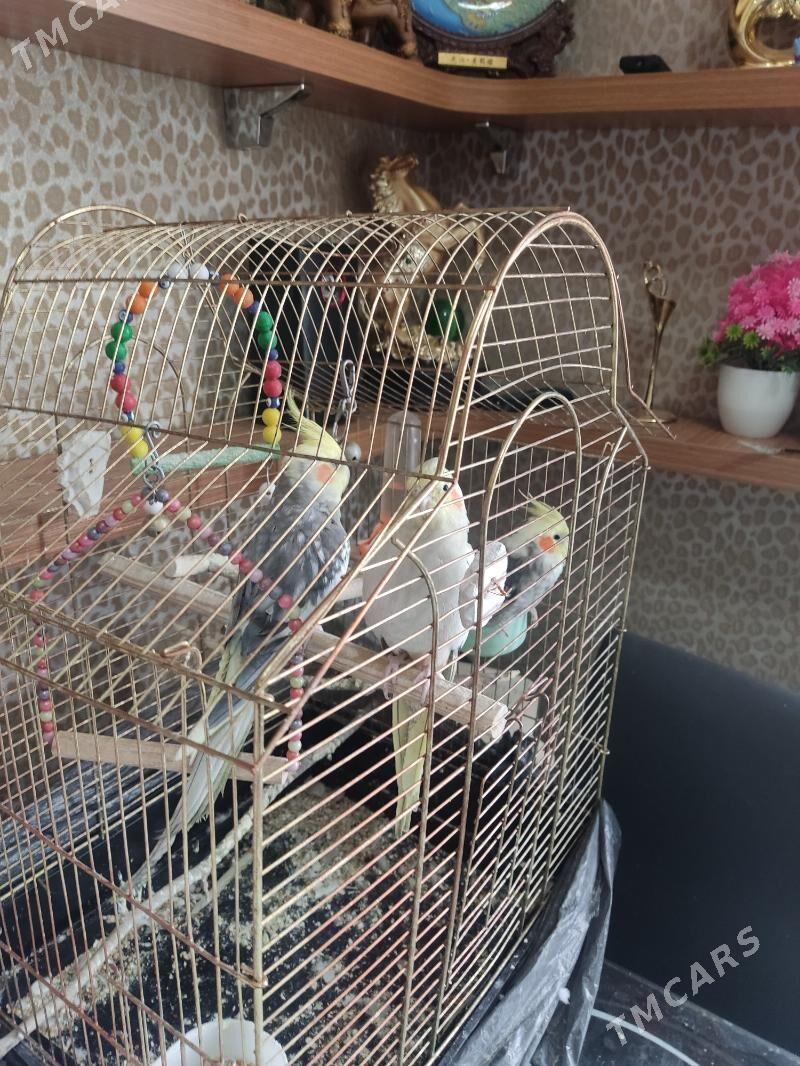 кореллы 3 штуки вместе с клет - Ашхабад - img 1