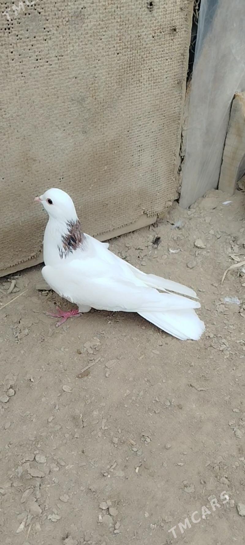 kepderi - Mary - img 1