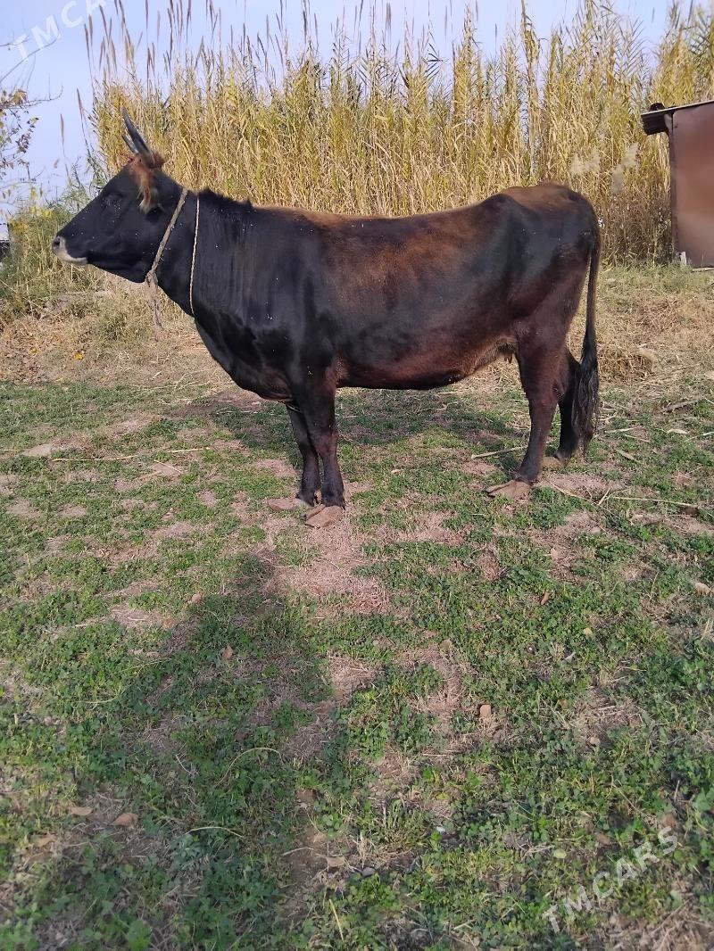 sygyr - Теджен - img 1