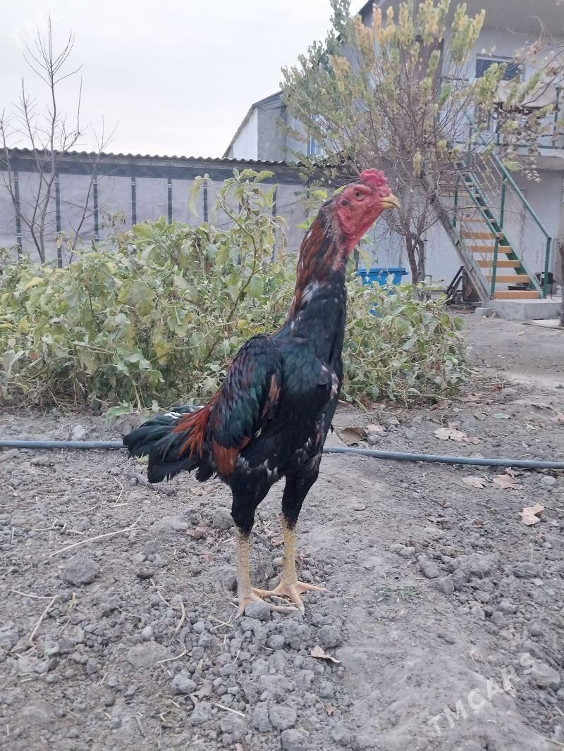 TAŞKENT HORAZ - Гёкдепе - img 1