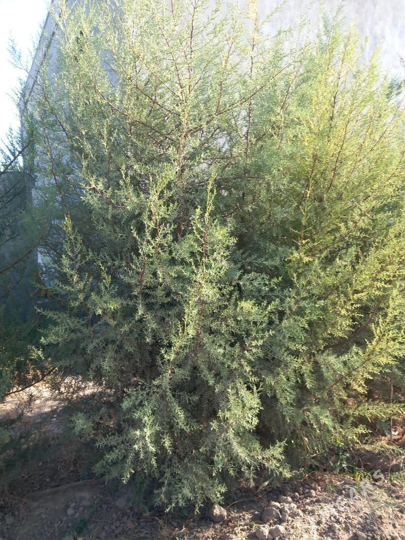 ëlka - Bagyr - img 1