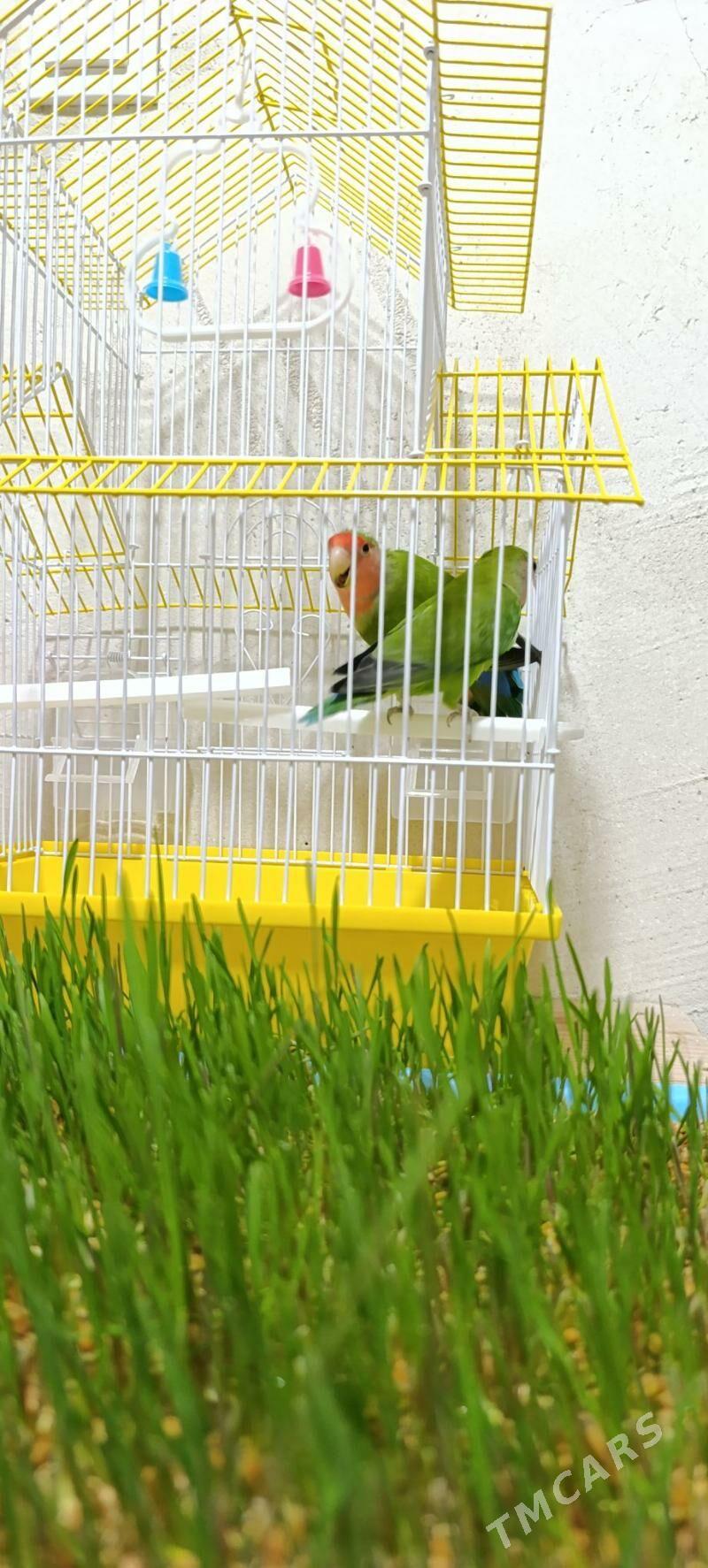 PAPUGAY Nerazluşnika - Гурбансолтан Едже - img 1