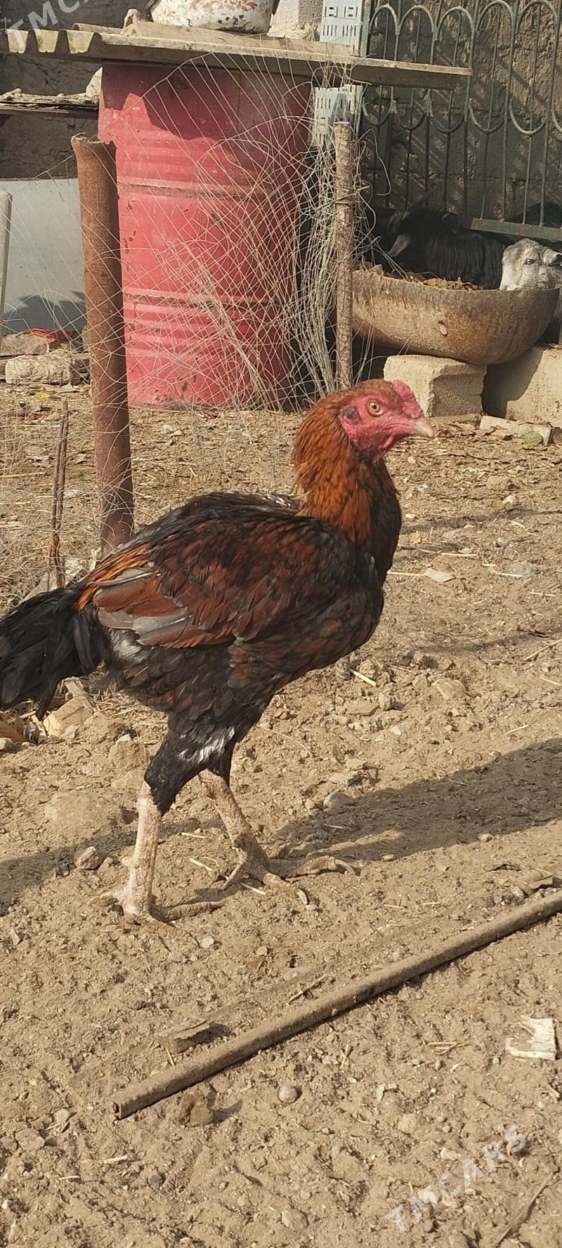 Taşkent - Aşgabat - img 1