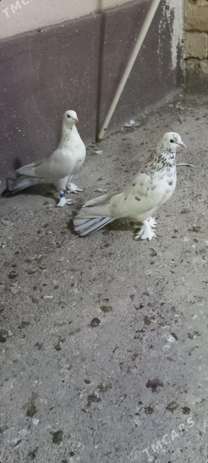 kepderi - Çoganly - img 1