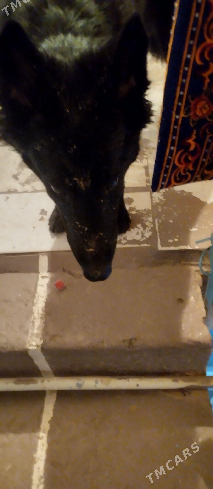 НЕМЕЦКАЯ ОВЧАРКА 🦺!!! - Чарджоу - img 1