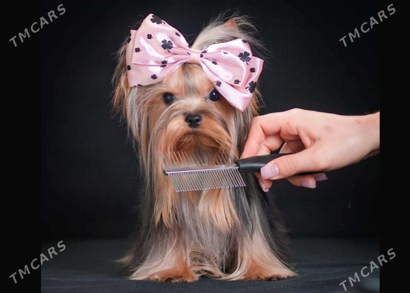 микро йоркширский терьер - Ашхабад - img 1