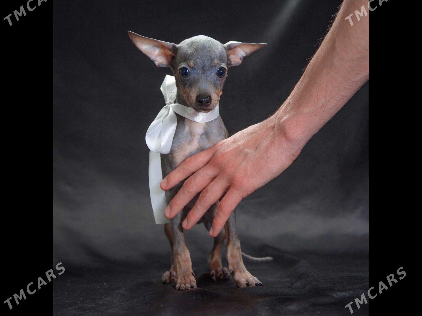 русский той мальчик - Ашхабад - img 1