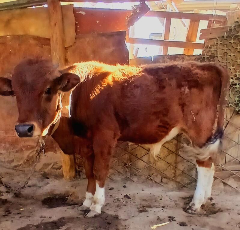 mal okuz - Кëши - img 1