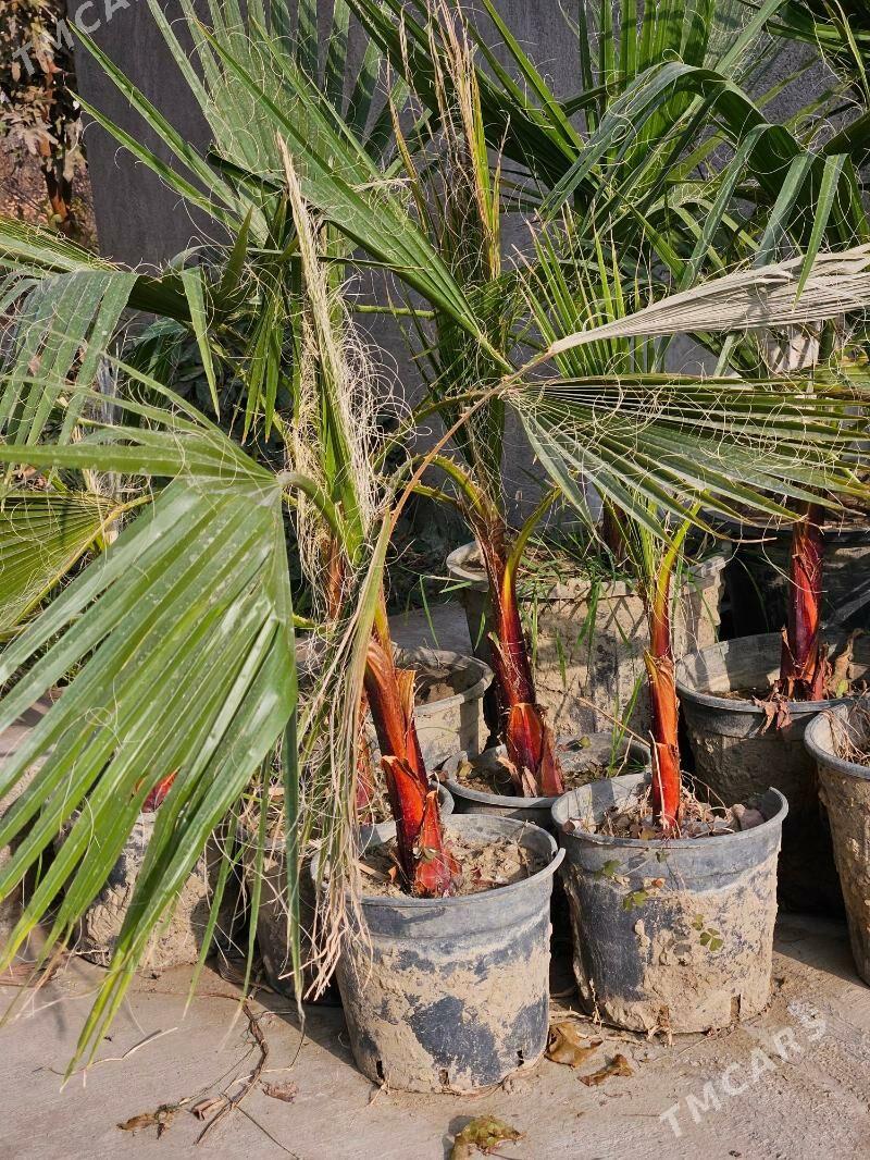 Palma kici,agac,bag - Ашхабад - img 1