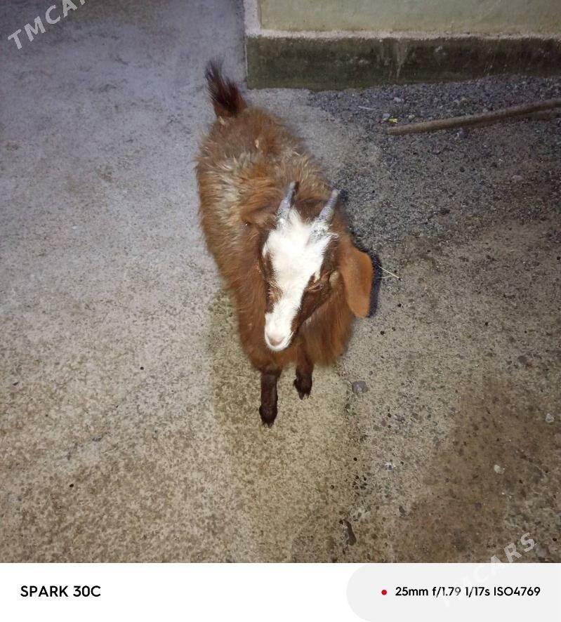 çewiş - Änew - img 1