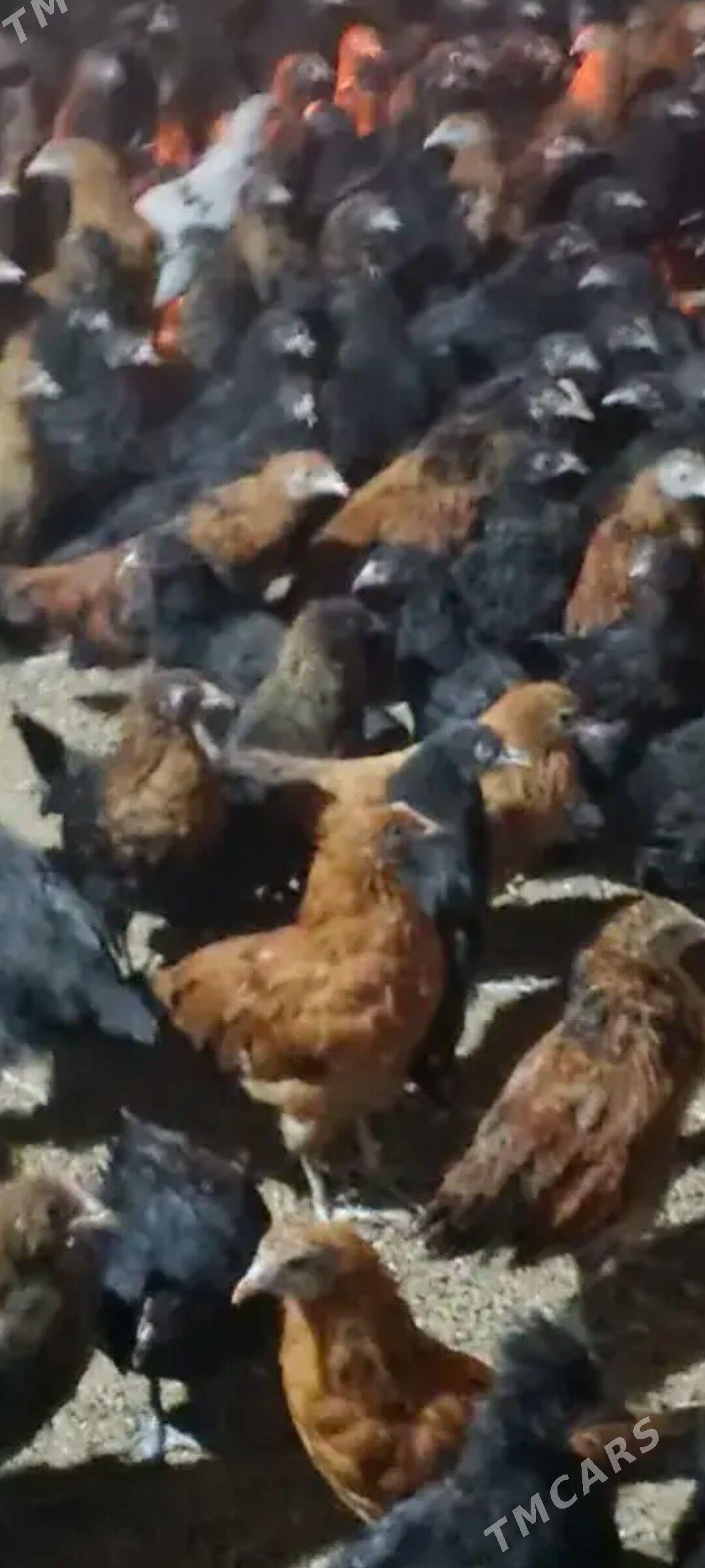 towuk juyje - Murgap - img 1