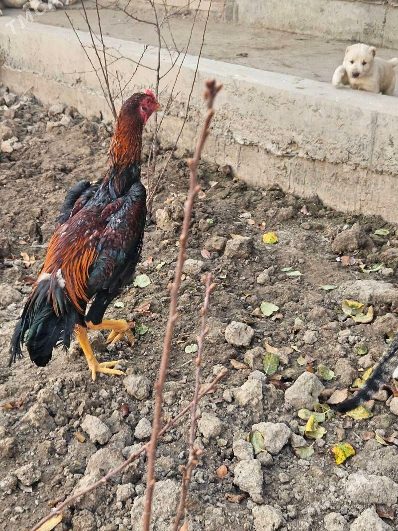 Horaz - Türkmenabat - img 1